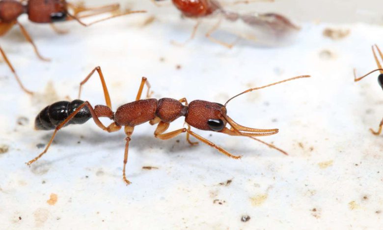 پروتئین مسدود کننده انسولین ممکن است راز طول عمر ملکه مورچه باشد