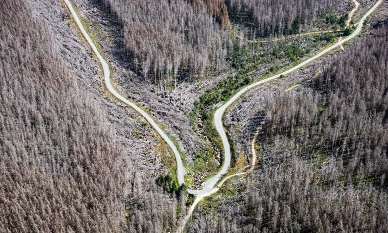 گرما و خشکسالی در اروپا موج عظیمی از مرگ درختان را به دنبال خواهد داشت