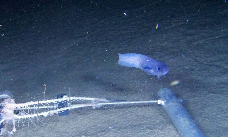 حلزون ماهی: ماهی آبی به طرز شگفت انگیزی که در تاریک ترین اعماق اقیانوس کشف شده است