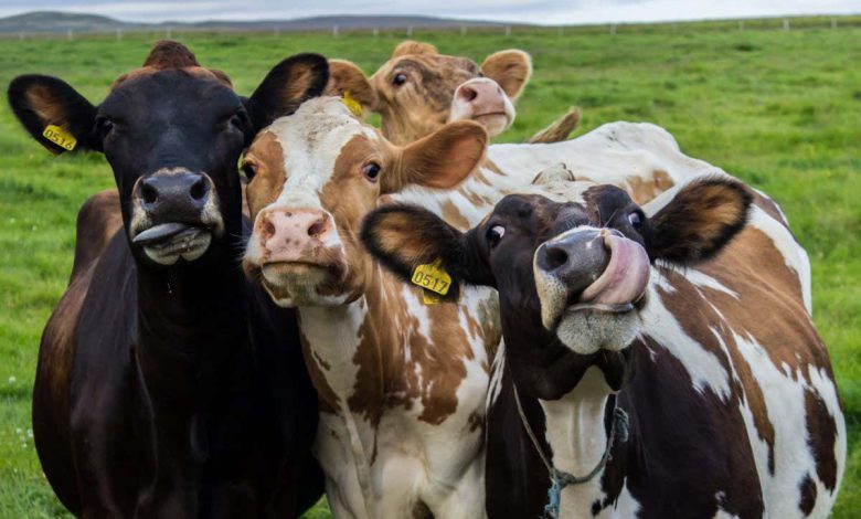 تغذیه کنف به گاوها آنها را «بالا» می کند و شیر آنها ممکن است ناامن باشد