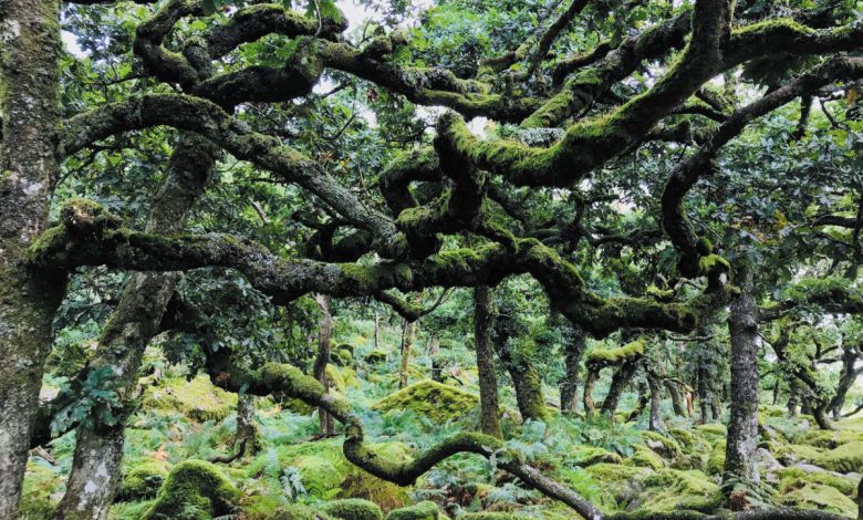جستجو برای جنگل های بارانی معتدل گمشده بریتانیا و نبرد برای نجات آن