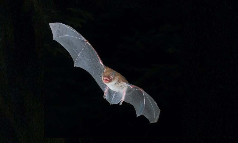 خفاش‌خوان‌ها و خواننده‌های مرگ از ساختار گلویی مشابهی برای غر زدن استفاده می‌کنند