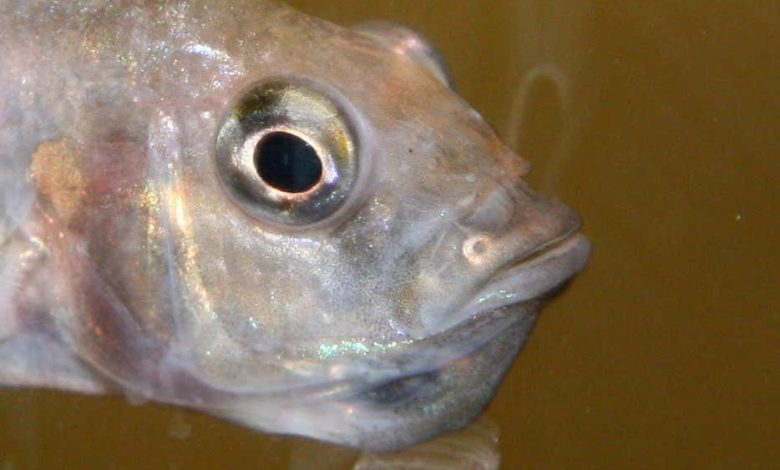 ماهی های Astatotilapia burtoni که بچه های خود را در دهان نگه می دارند گاهی آنها را می خورند