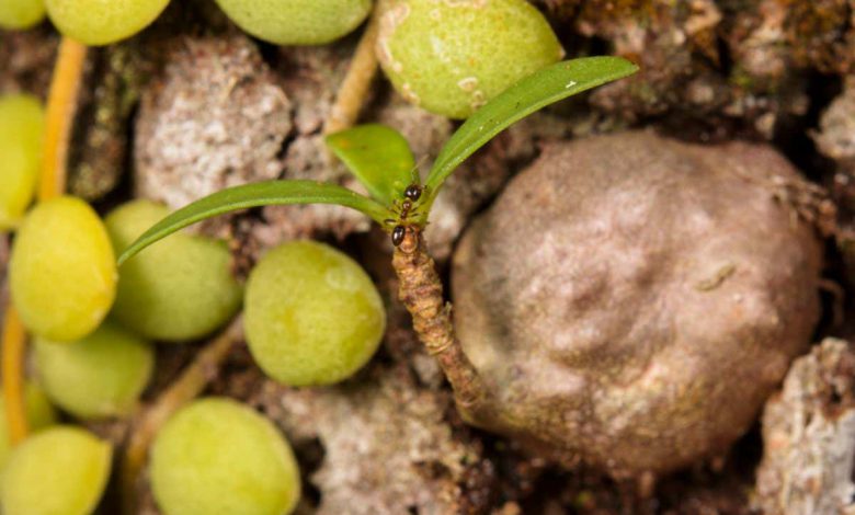 مورچه ها برای رشد گیاهان در حداقل 15 موقعیت مختلف تکامل یافته اند