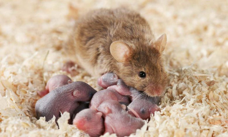 موش های ماده تازه متولد شده اگر بوی ادرار ماده های مسن را استشمام کنند، عمر طولانی تری دارند