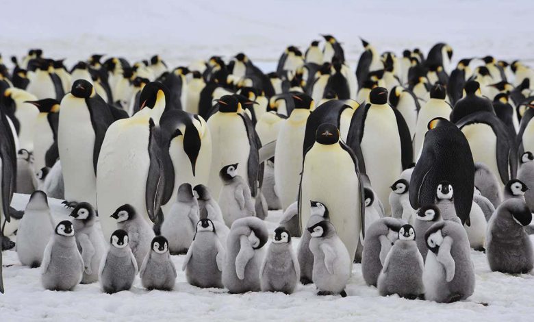 بسیاری از حیوانات و گیاهان در قطب جنوب تا سال 2100 کاهش خواهند یافت.