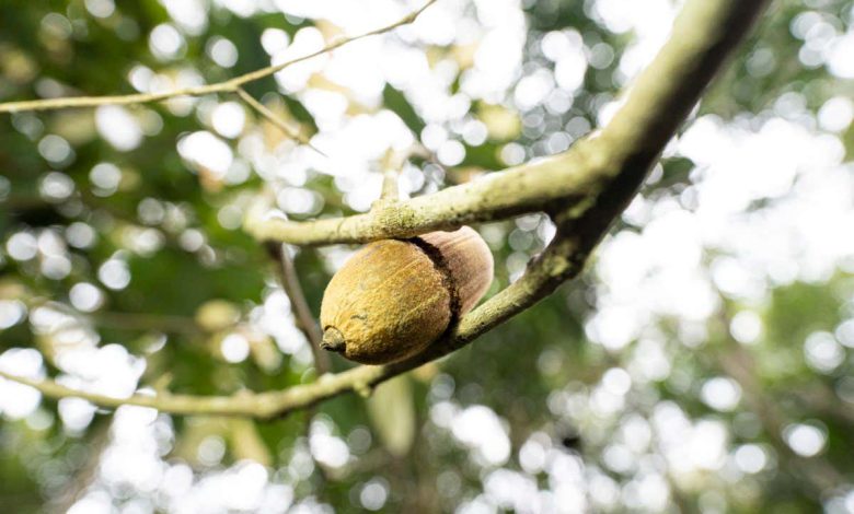 سنجاب‌های پرنده آجیل‌ها را می‌تراشند تا آنها را در شاخه‌های درختان ذخیره کنند