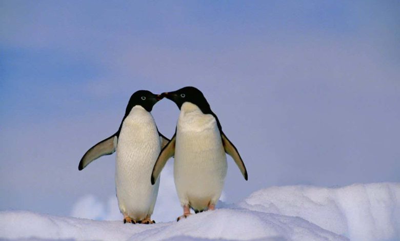 پنگوئن‌های آدلی در آزمایش آینه نشانه‌هایی از خودآگاهی را نشان می‌دهند