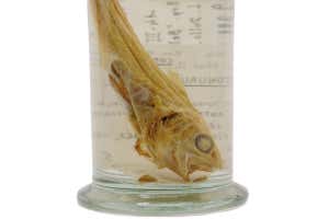 Coryphaenoides lecointei، نمونه‌های ماهی جمع‌آوری‌شده در ۱۵ مارس ۱۸۹۹ در سفر اکتشافی بلژیکی در قطب جنوب آدرین د گرلاش 1897-1899.
