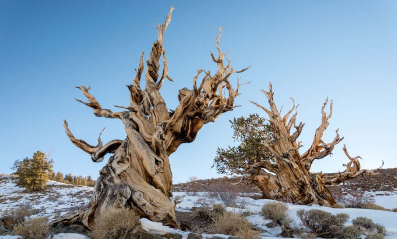 اشکال پیچ خورده درختان باستانی ممکن است عمر طولانی آنها را توضیح دهد