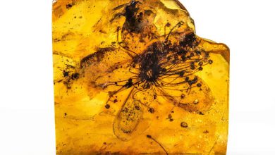 بزرگترین گلی که تاکنون پیدا شده است میلیون ها سال پیش در کهربا منجمد شده است