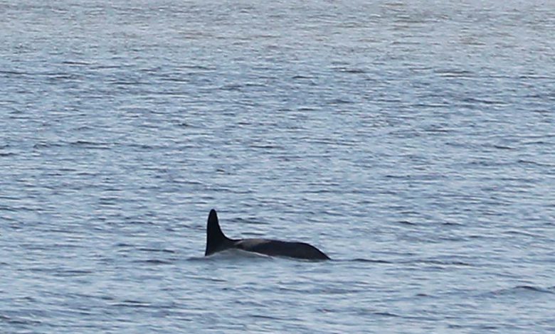 دلفین ها در حال شنا در رودخانه برانکس در شهر نیویورک دیده شده اند