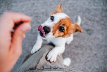 سگ‌ها می‌توانند بدانند که چه زمانی می‌خواهید به آنها غذا بدهید - حتی اگر این کار را نکنید