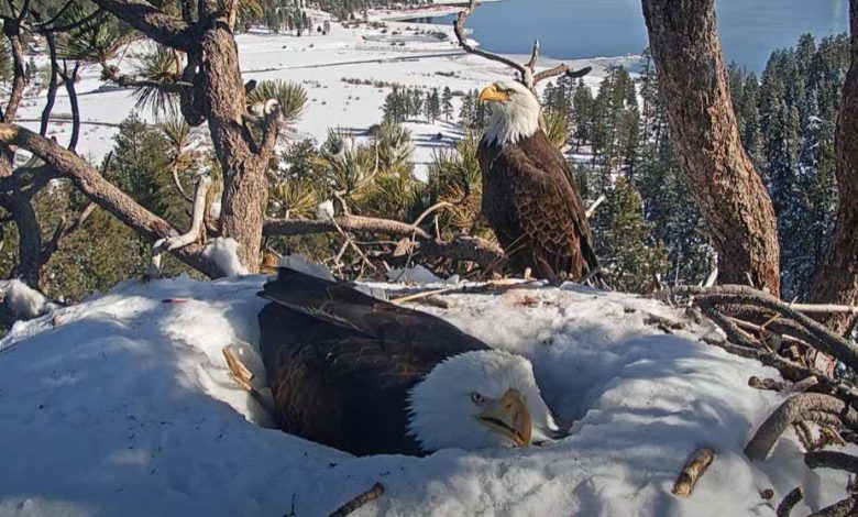 پخش زنده نادری از لانه سازی عقاب های طاس روی تخم ها در کالیفرنیا را تماشا کنید