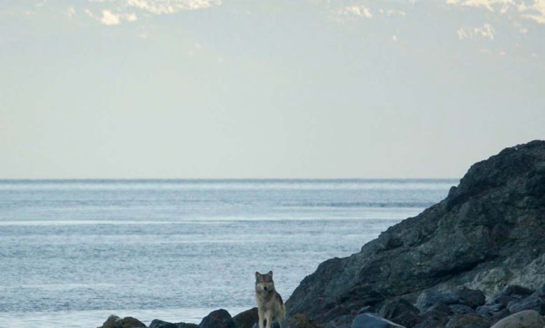 گرگ ها سمورهای دریایی را بعد از تهی شدن گوزن های آلاسکا می خورند