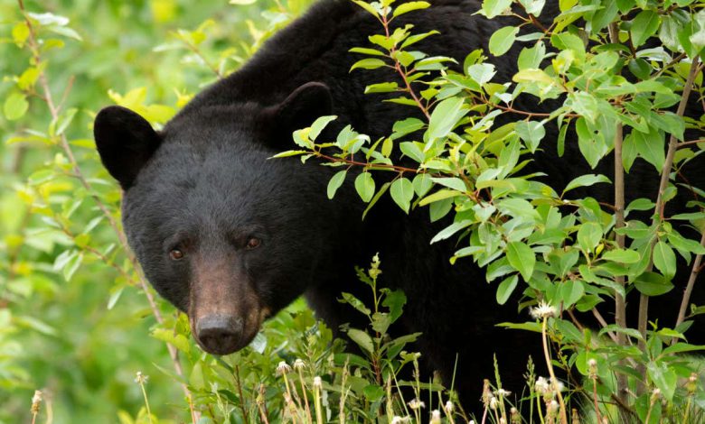 گزارش Bigfoot زمانی افزایش می یابد که حداقل 900 خرس سیاه در منطقه وجود داشته باشد