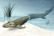 ستون فقرات ماهی خزنده اولیه Tiktaalik بیشتر شبیه به یک حیوان خشکی شد