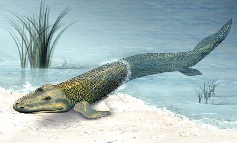 ستون فقرات ماهی خزنده اولیه Tiktaalik بیشتر شبیه به یک حیوان خشکی شد