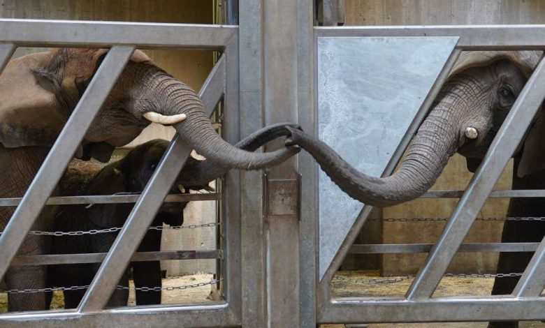 فیل ها ممکن است بوی سرگین خویشاوندان خود را تا 12 سال به خاطر بسپارند