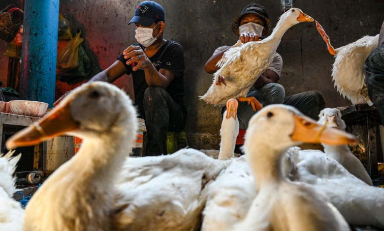 مرگ آنفولانزای پرندگان: بعد چه اتفاقی خواهد افتاد و آیا واکسنی وجود دارد؟