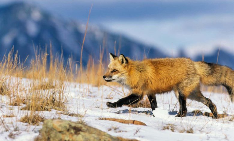 آنفولانزای پرندگان ممکن است باعث شود روباه ها و سایر حیوانات رفتارهای غیرعادی داشته باشند