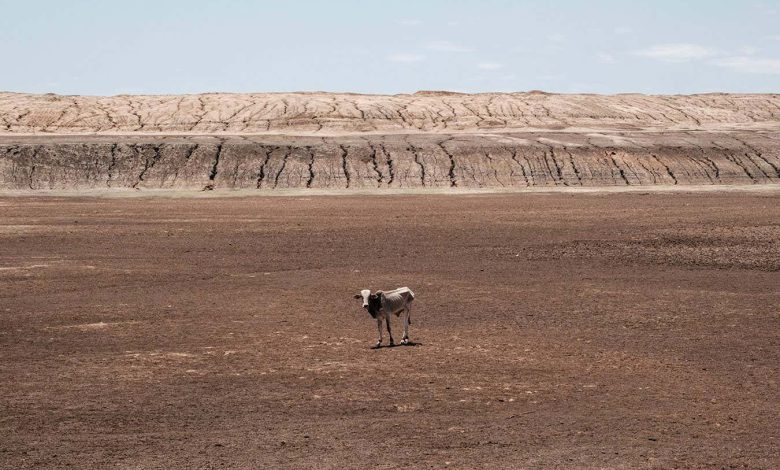 خشکسالی در شاخ آفریقا قرار است به بدترین خشکسالی تاریخ در منطقه تبدیل شود