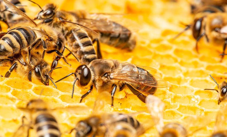 زنبورها می توانند به یکدیگر یاد دهند که چگونه یک جعبه پازل را باز کنند