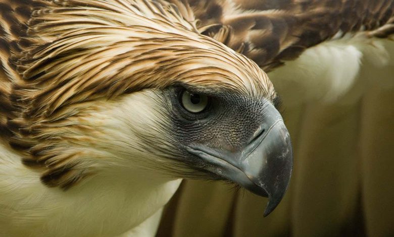 ممکن است تنها 800 عدد از این عقاب های در معرض خطر انقراض در طبیعت باقی مانده باشد
