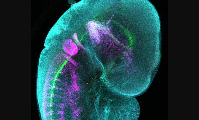 تصویری خیره کننده که رشد سیستم عصبی جنین جوجه را نشان می دهد