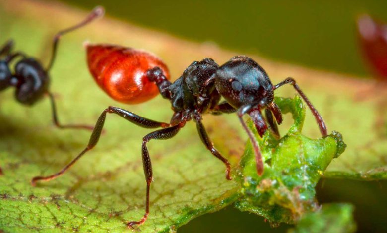 مورچه ها به طور مستقل حداقل دو بار به قارچ های مزرعه تبدیل شده اند