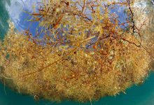 پوشش پلاستیکی جلبک دریایی مقاوم در برابر حرارت و قابل کمپوست است