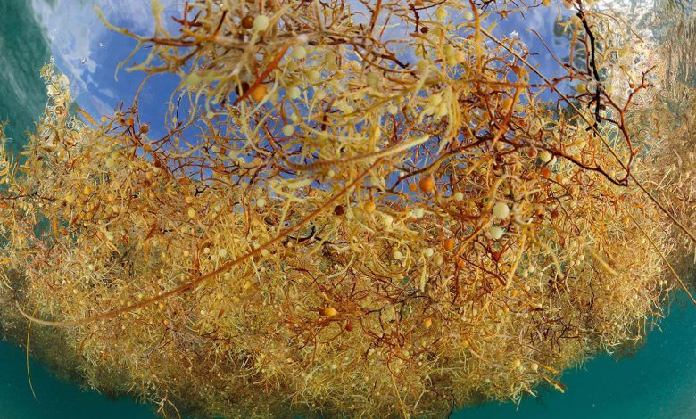 پوشش پلاستیکی جلبک دریایی مقاوم در برابر حرارت و قابل کمپوست است