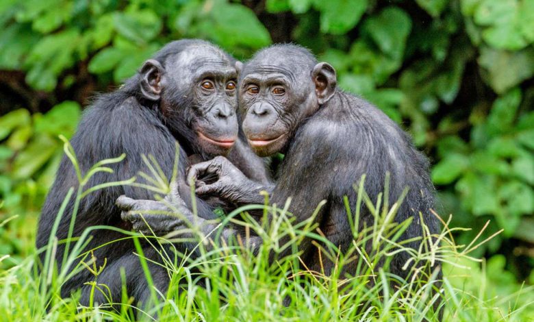 شجره خانواده میمون ها نشان می دهد که اجداد انسان به ویژه خشن نبوده اند