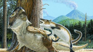 فسیل های باورنکردنی نشان می دهد که پستانداران دایناسورهایی را سه برابر اندازه آنها شکار کرده اند