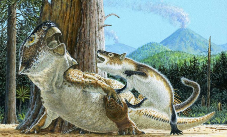 فسیل های باورنکردنی نشان می دهد که پستانداران دایناسورهایی را سه برابر اندازه آنها شکار کرده اند