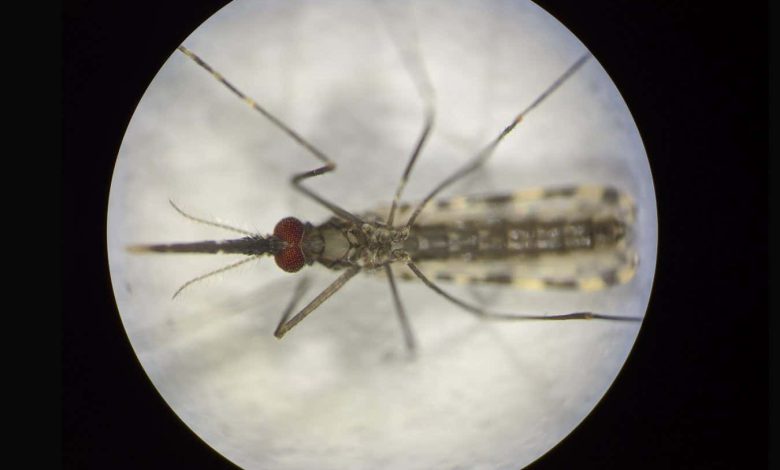 پشه های ایمن سازی شده در برابر مالاریا می توانند به ریشه کنی این بیماری کمک کنند