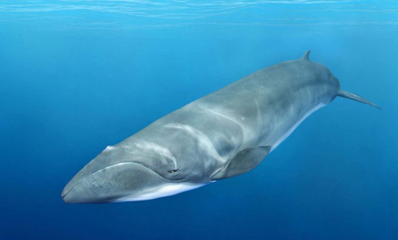 Pygmy right whales are the smallest of the baleen whales